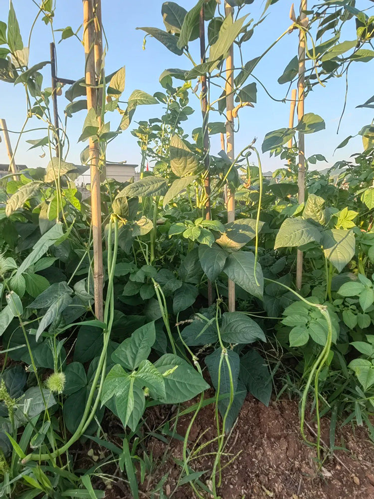 Heimei No. 1 Cowpea