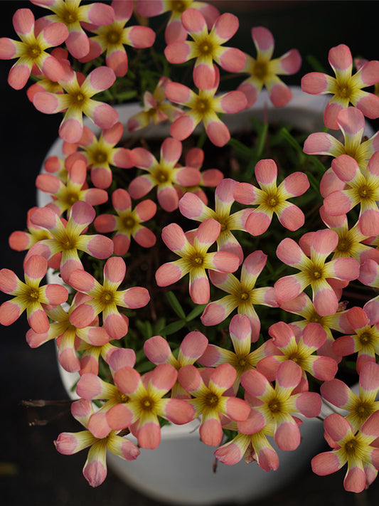 Oxalis Candy Box Series - 'Watermelon'