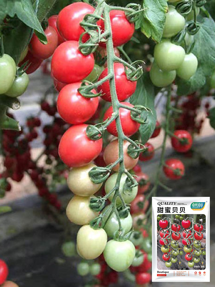 'Sweet Ruby Gem' Cherry Tomato