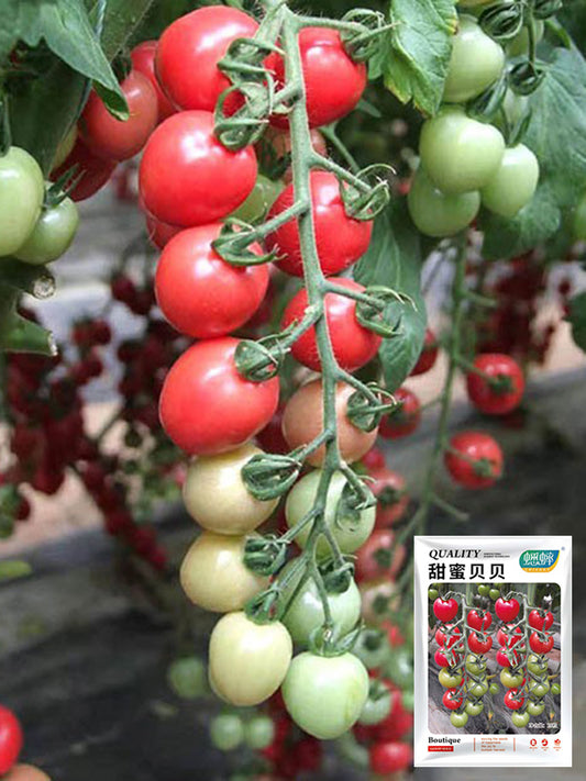 'Sweet Ruby Gem' Cherry Tomato