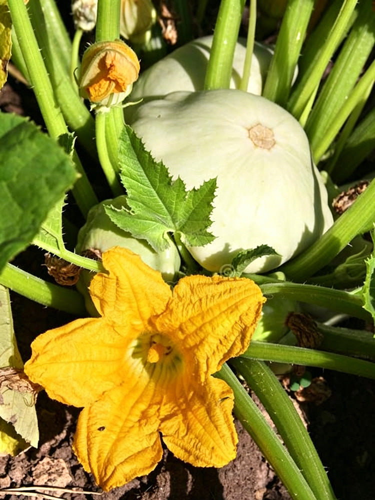 White Flying Saucer Squash