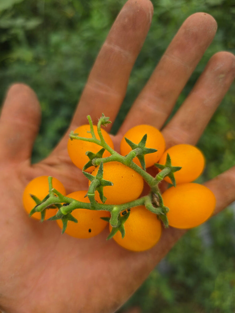999 Eden Micro 6 Tomato