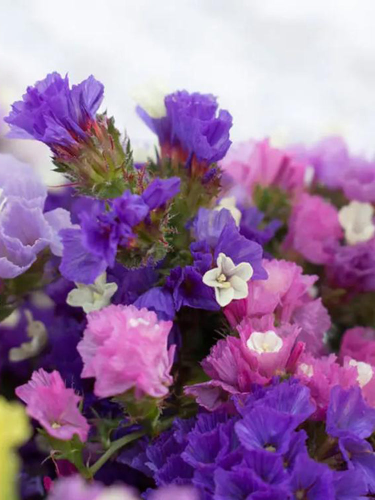 Cut Flower Forget-me-not