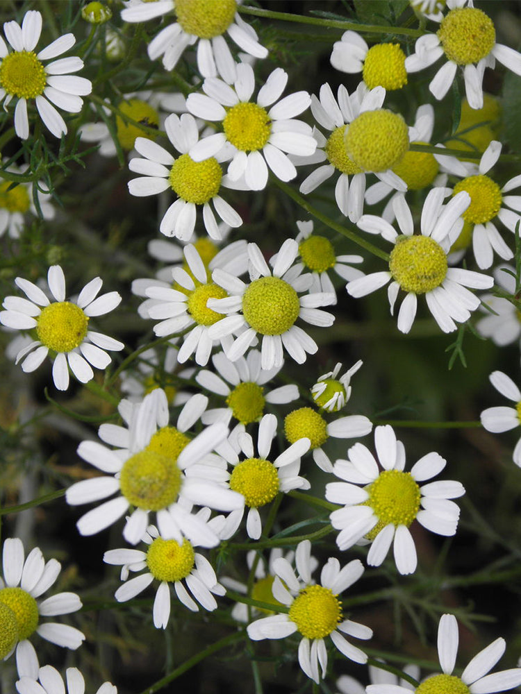 German Chamomile