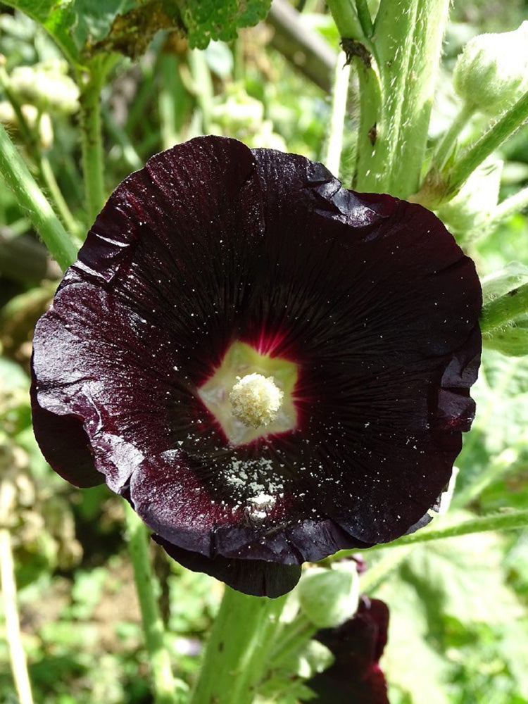Single Midnight Black Hollyhock