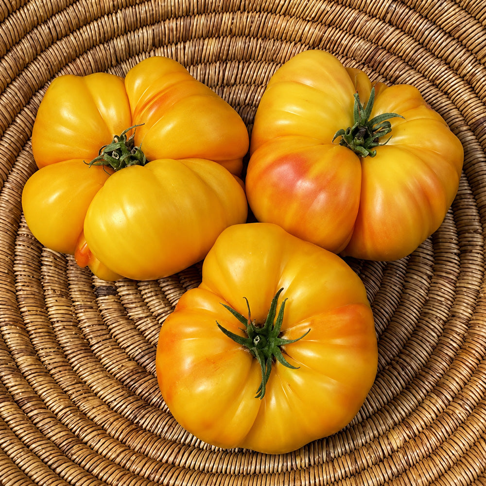 322 Mortgage Lifter Bi-Color Tomato