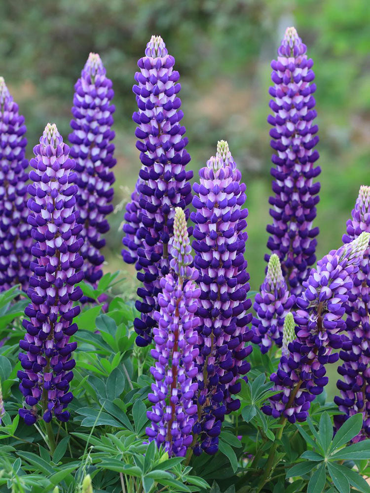 Blue Lupin
