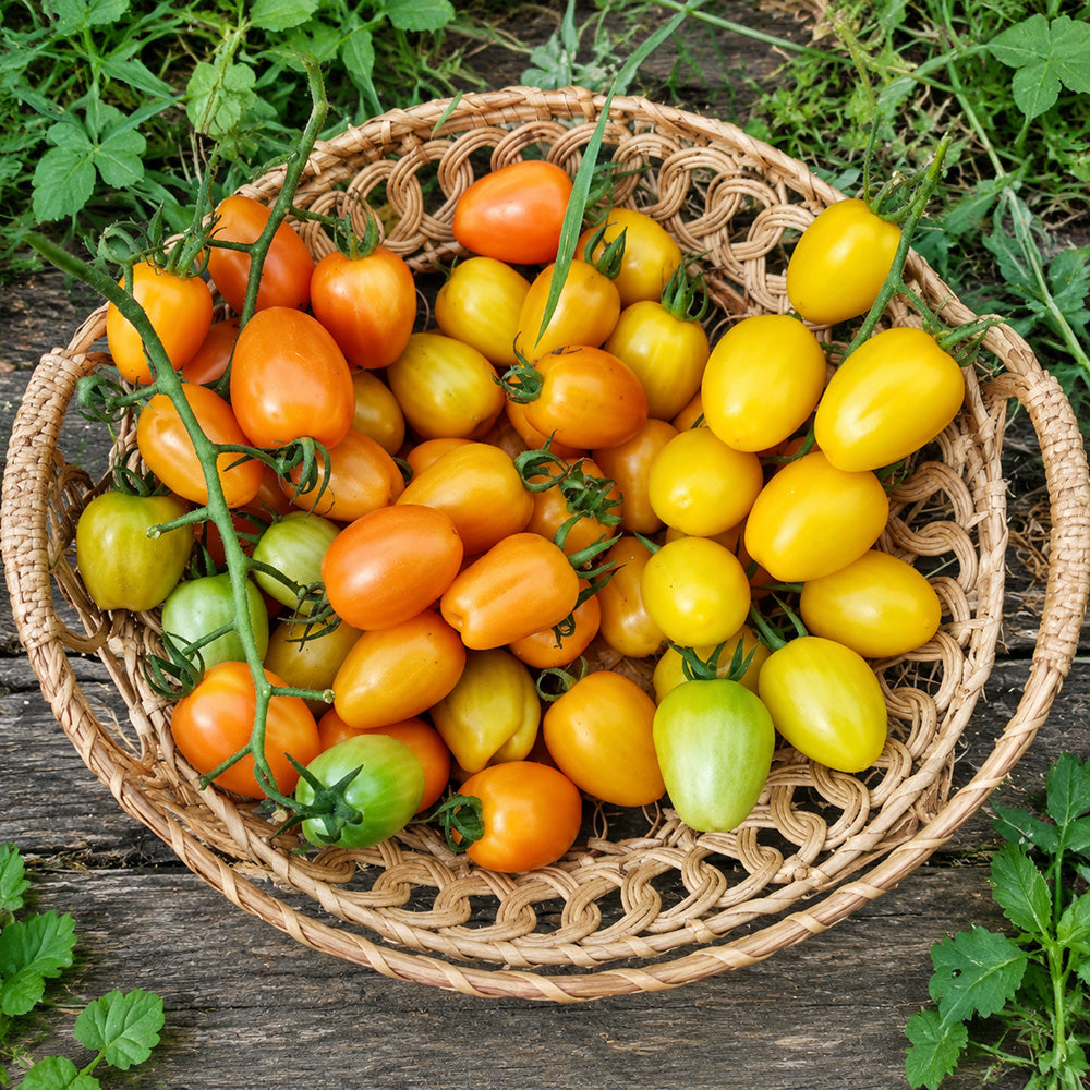 105 Orange Strawberry F2 Tomato