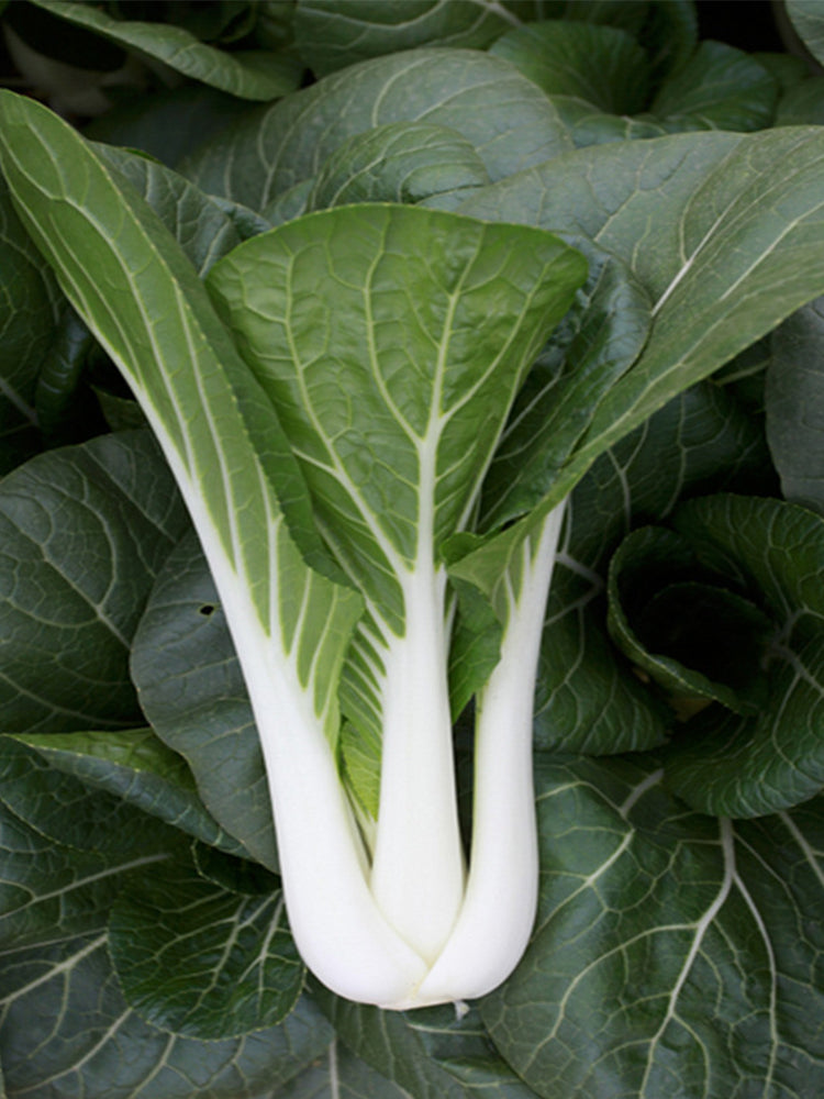 Yumeiren Baby Bok Choy