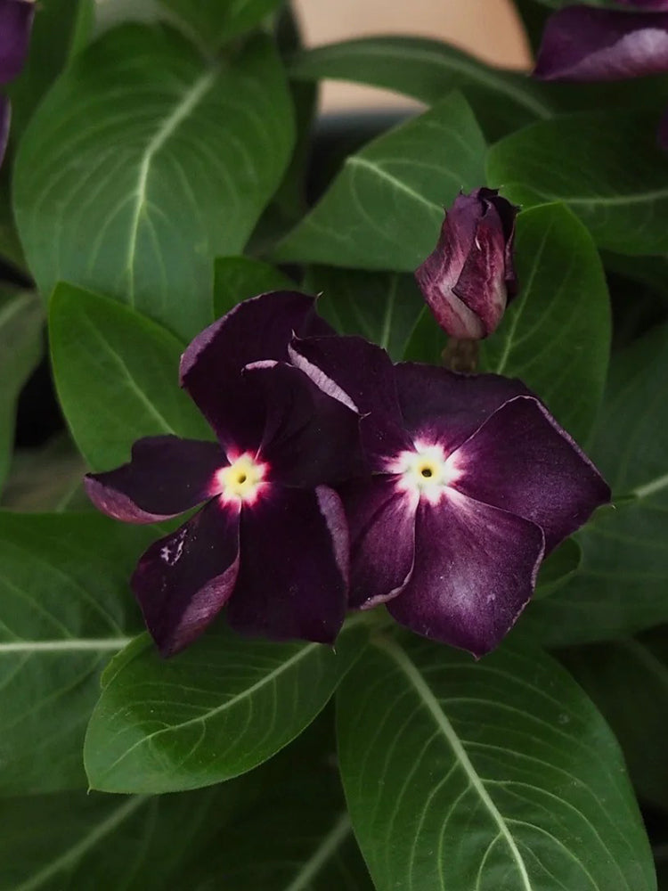 Madagascar Periwinkle