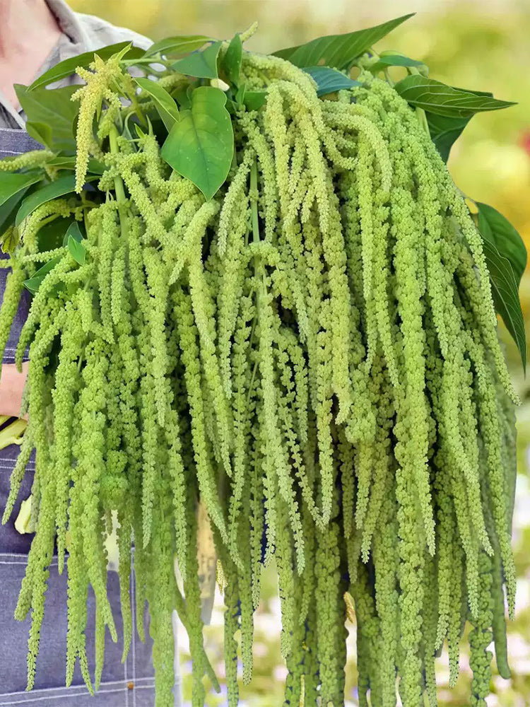 Green Love-lies-bleeding Flower