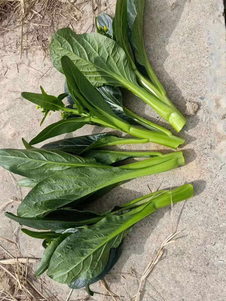 'Sijiu' No-Fiber Pointed-Leaf Choy Sum