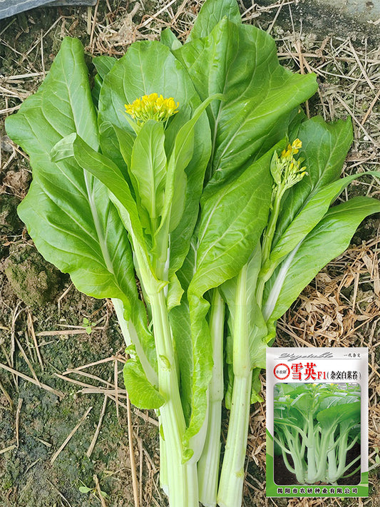 Xueying F1 Choy Sum