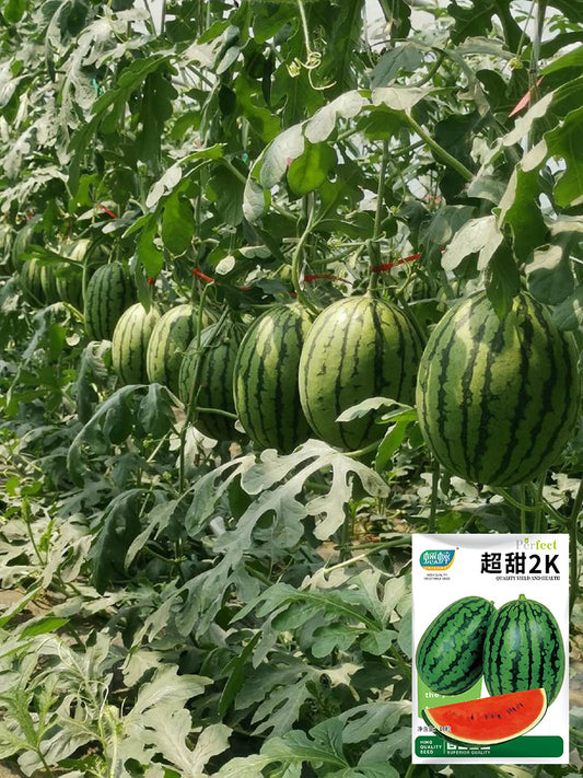 'Super Sweet 2K' Watermelon