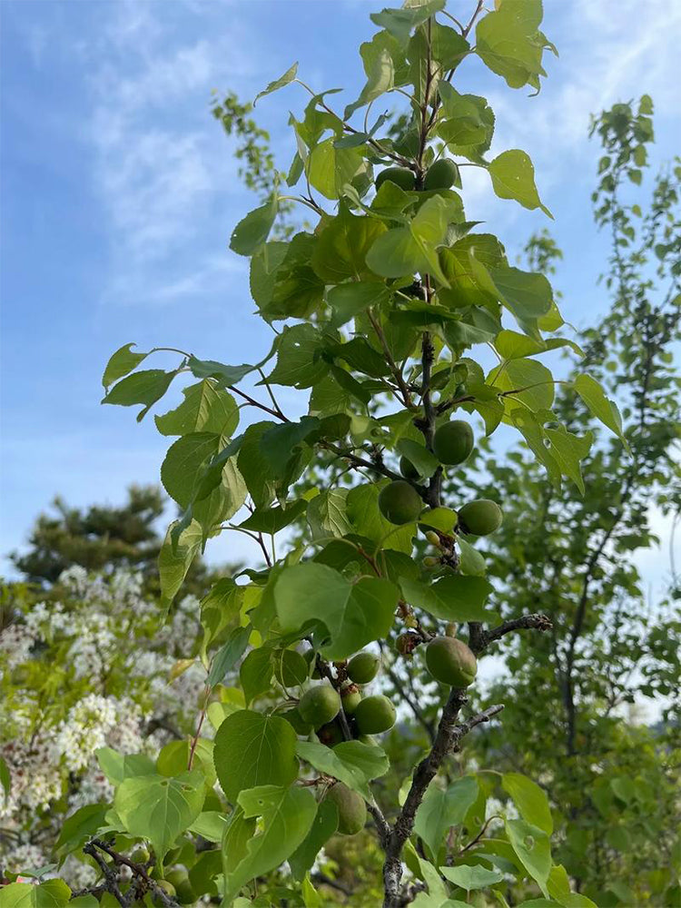 Xanthoceras sorbifolium Bunge