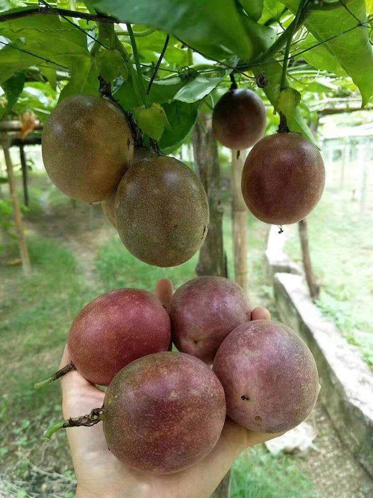 Mixed Purple & Yellow Passion Fruit
