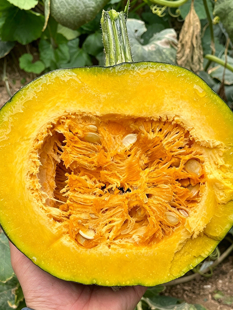 Sweet as Honey Pumpkin