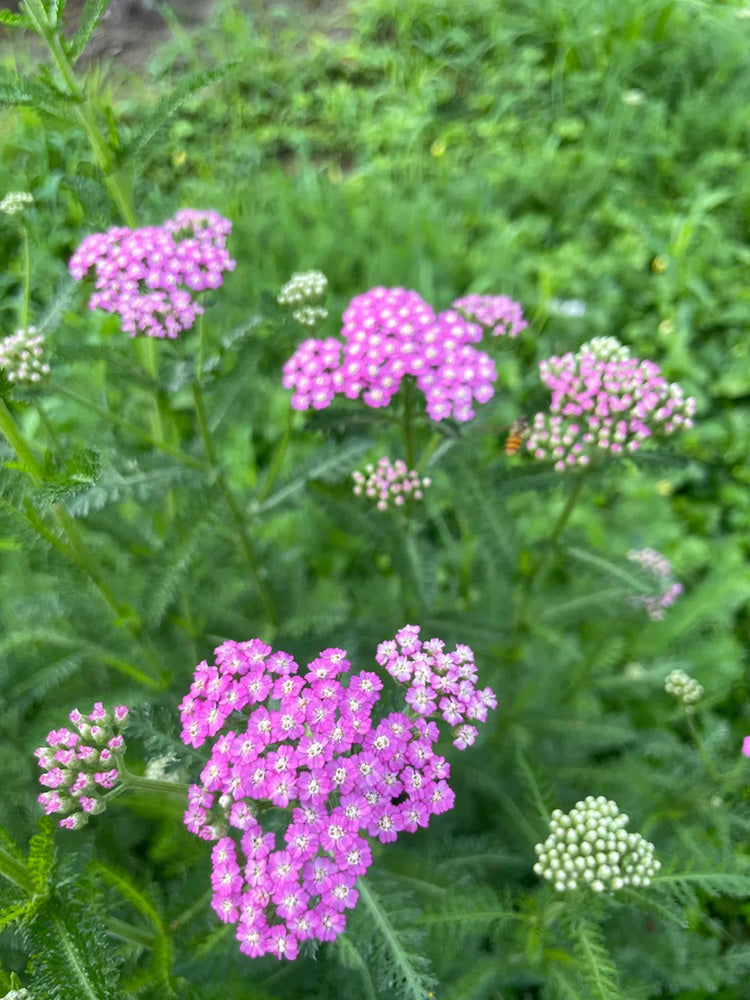 Pink Yarrow