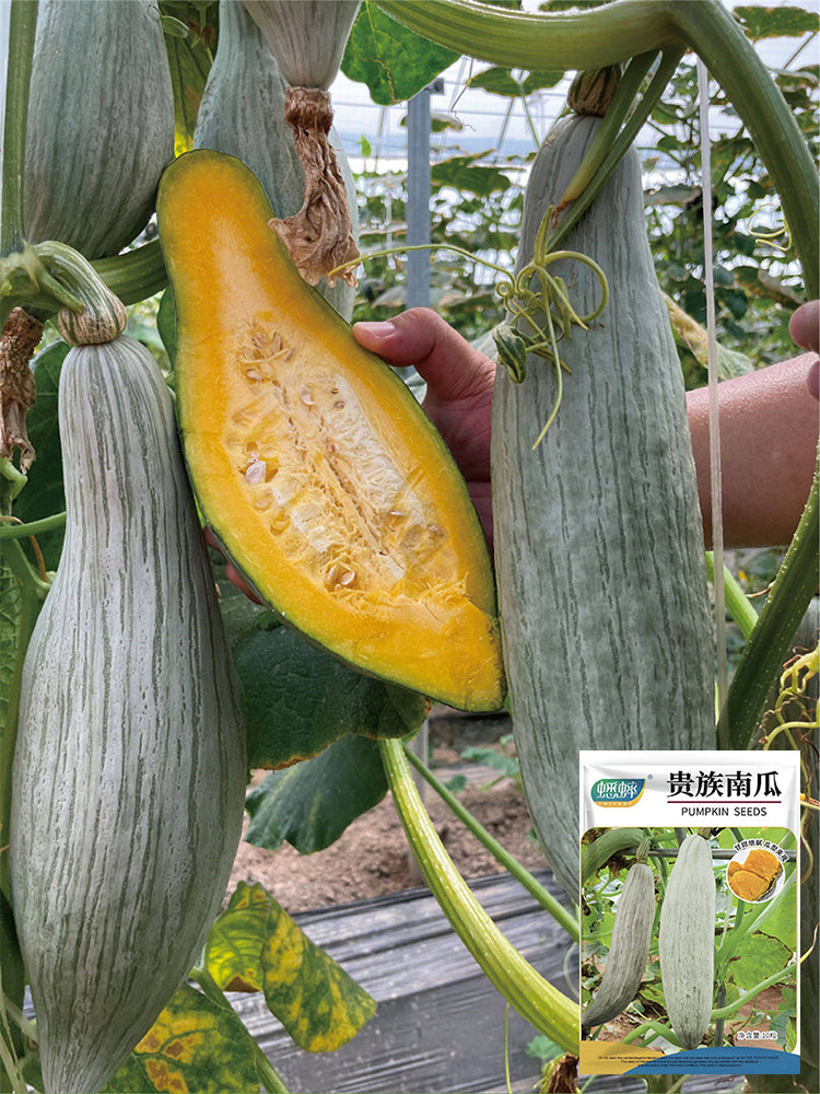 Aristocrat Pumpkin