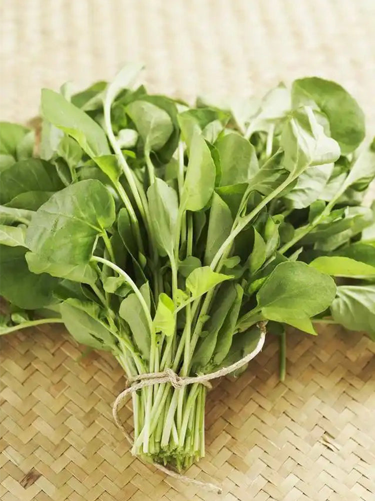 'Alishan' White Amaranth