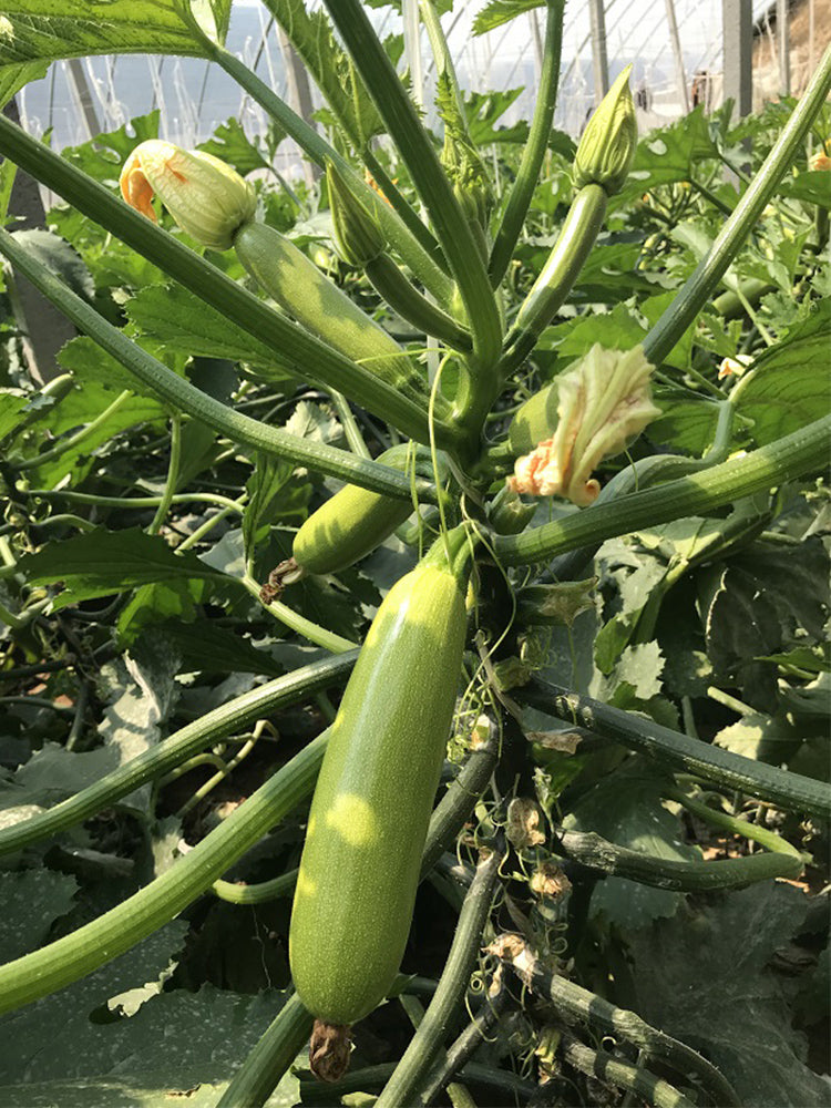 'Cuixiaoqing' Zucchini
