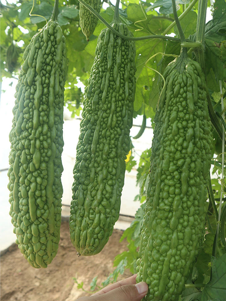 'Saibi' Green Bitter Gourd