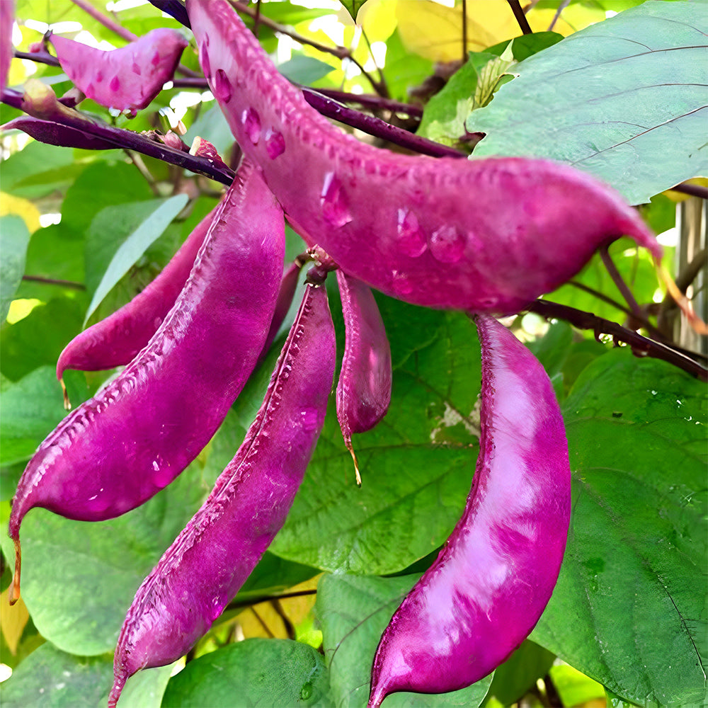 Delicious and Decorative: 5 Packs (10 Seeds / Bag) of Fresh Purple-Red Hyacinth Bean