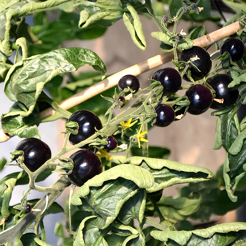 Unique Black Gem: 5 Bags (100 Seeds / Bag) of Dwarf Bonsai Black Pearl Tomatoes