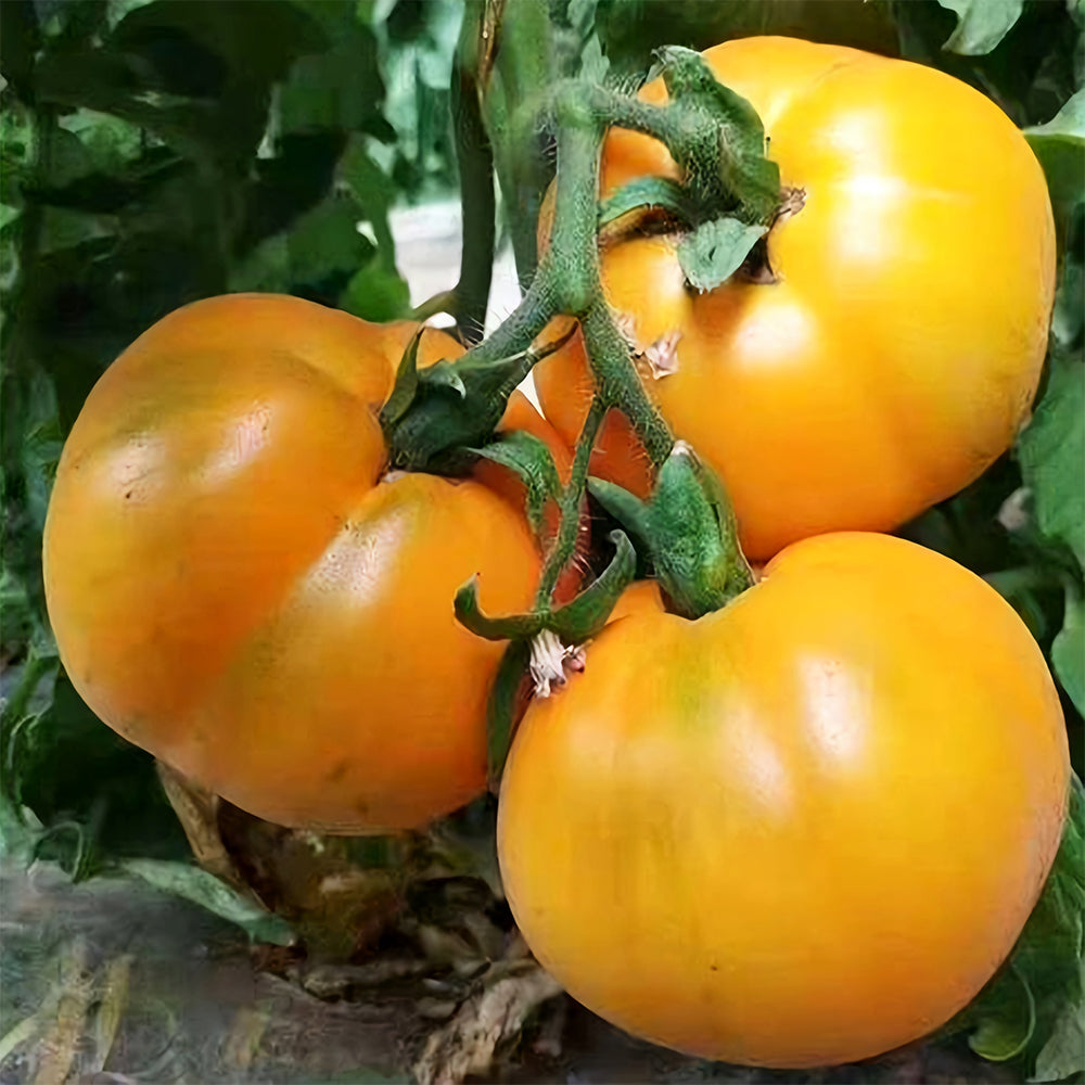 Harvest Gold: 5 Bags (200 Seeds / Bag) of 'Imperial Concubine' Yellow Tomatoes
