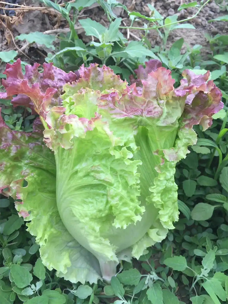 Red Leaf Romaine Lettuce