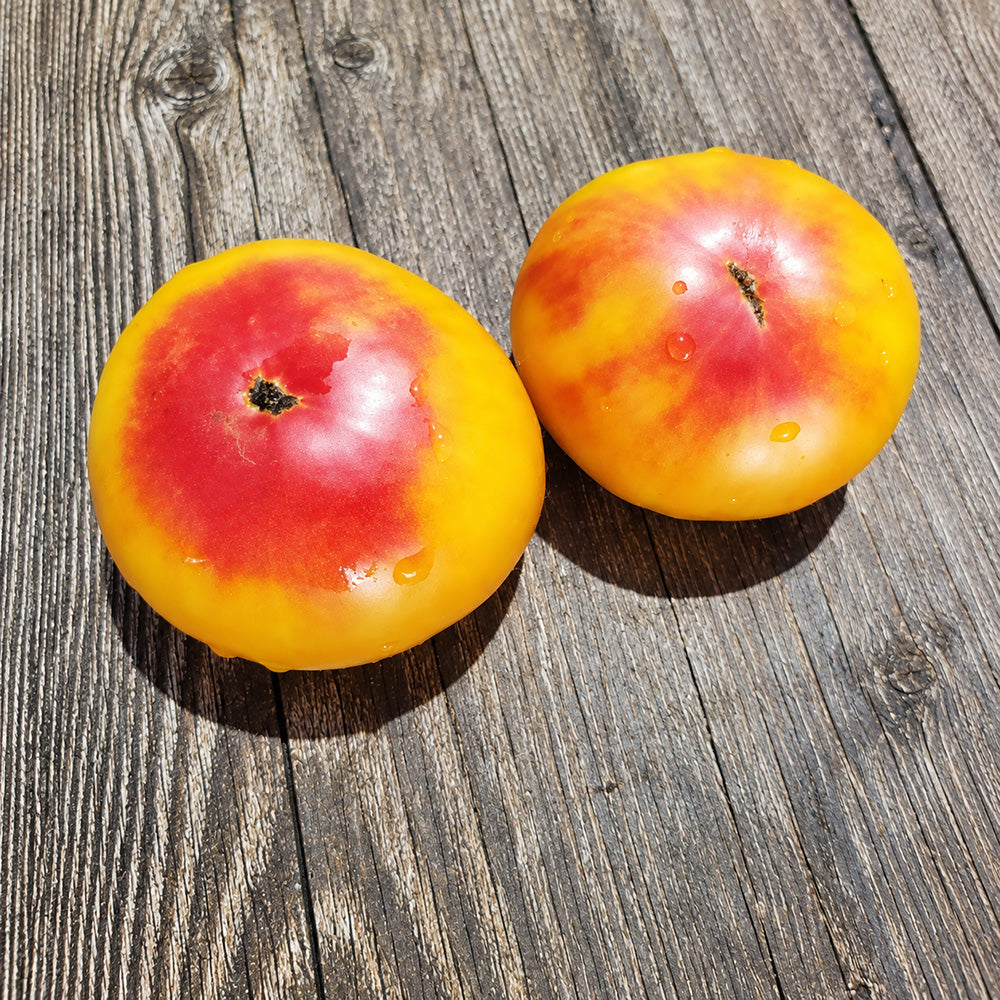 328 Weary Sun Tomato