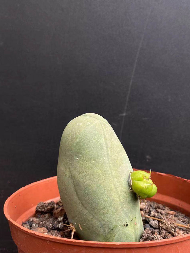 Echinopsis lageniformis f. monstruosa