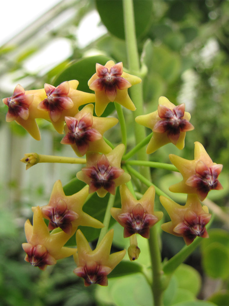 Hoya cumingiana Unrooted Stem Cuttings