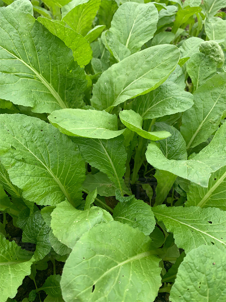 Kongkong Hakka Mustard