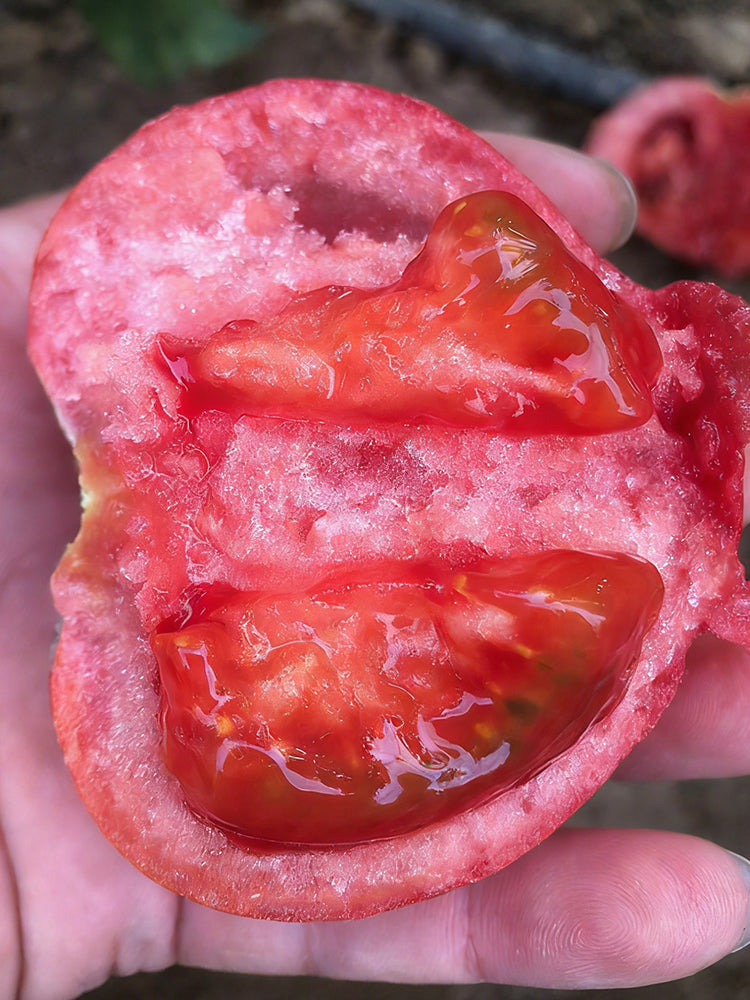 Super Sweet Pink Beauty Tomato