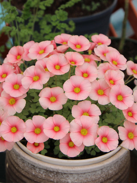 Oxalis obtusa Series Bulb - 'White Mannikin'