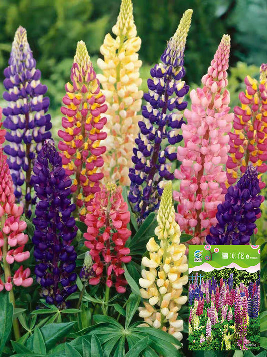 Mixed Color Lupine