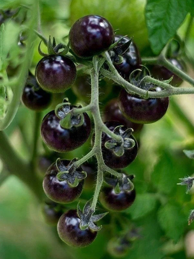 Black Enchantress Fruit Tomato