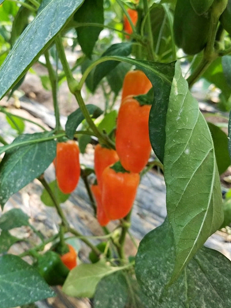 Mixed Color Fruit Pepper