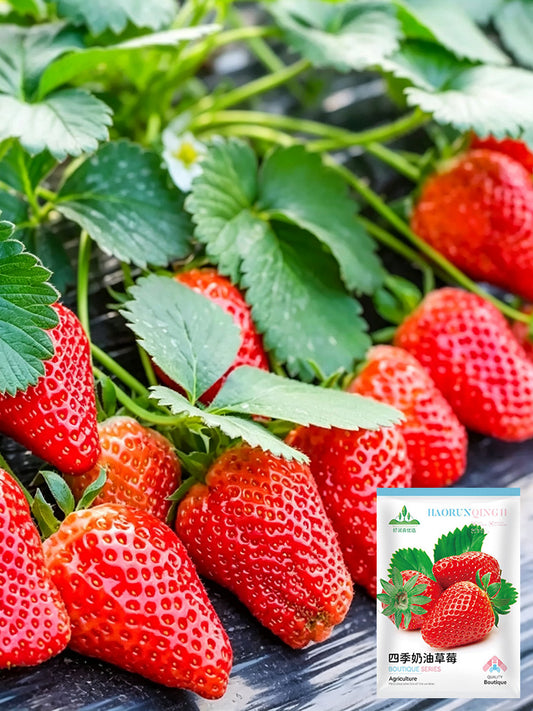 Four Seasons Cream Strawberry