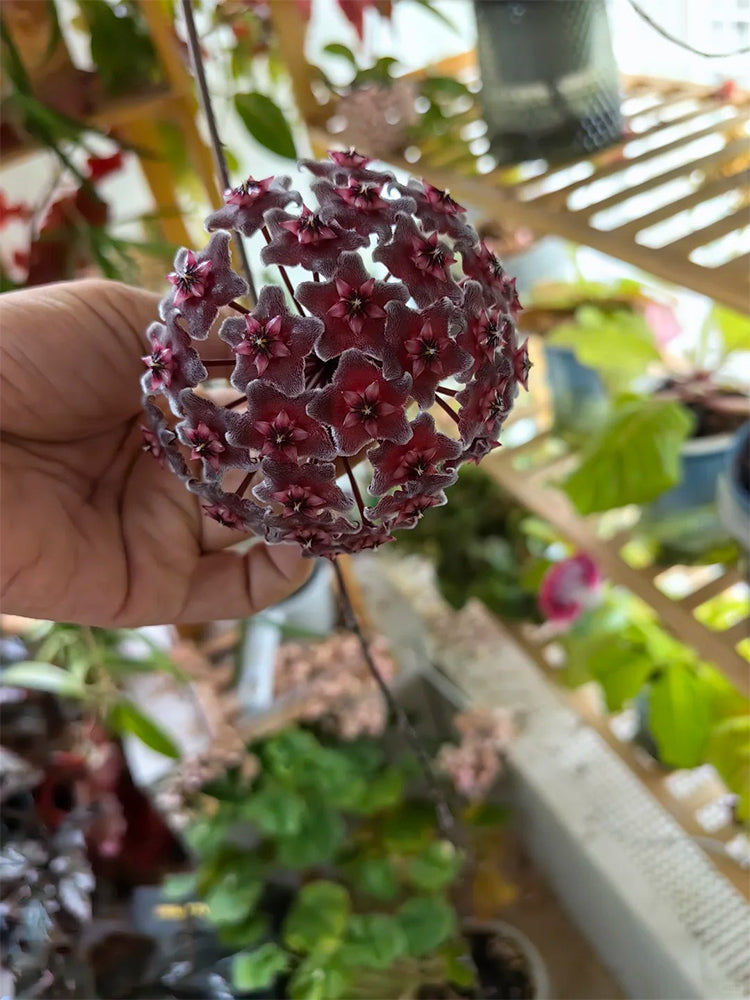 Hoya pubicalyx 'Red Button' Unrooted Stem Cuttings