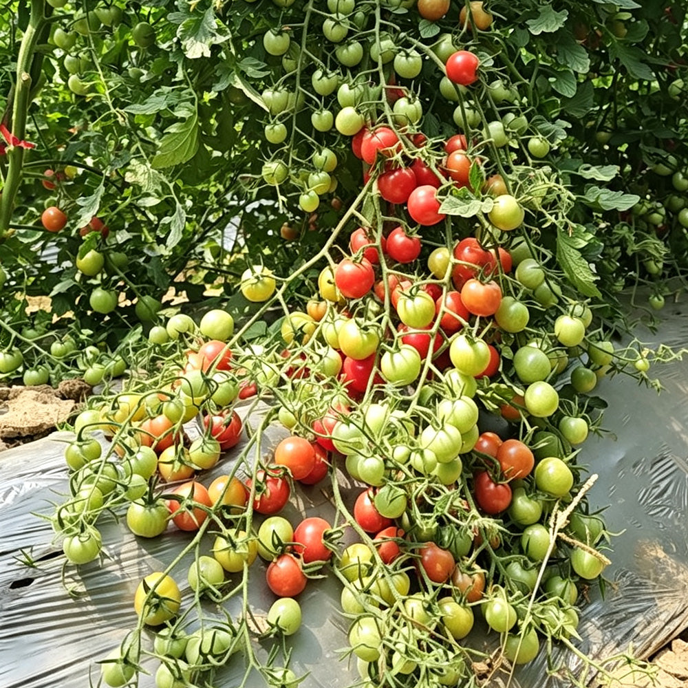 577 Eden No. 2 Tomato