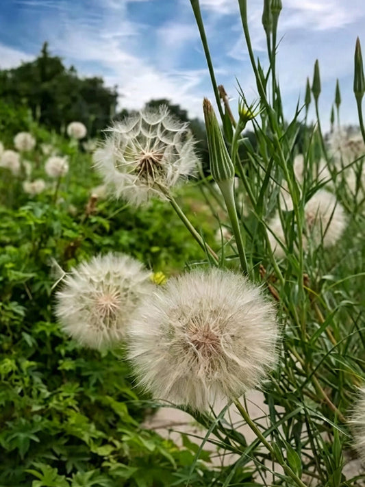 Giant Salsify
