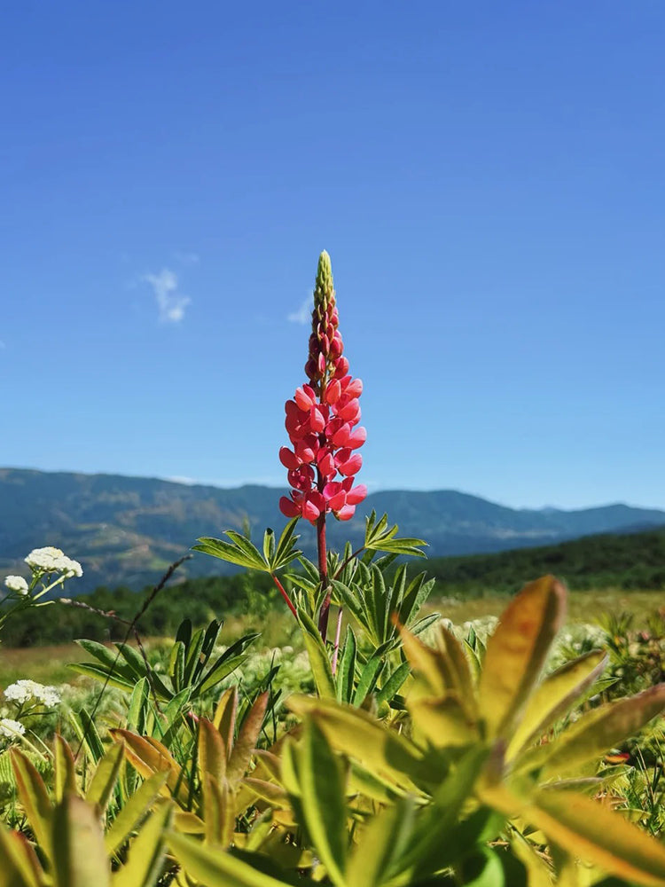 Red Lupin