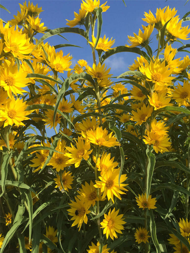 Maximilian Prairie Sunflower
