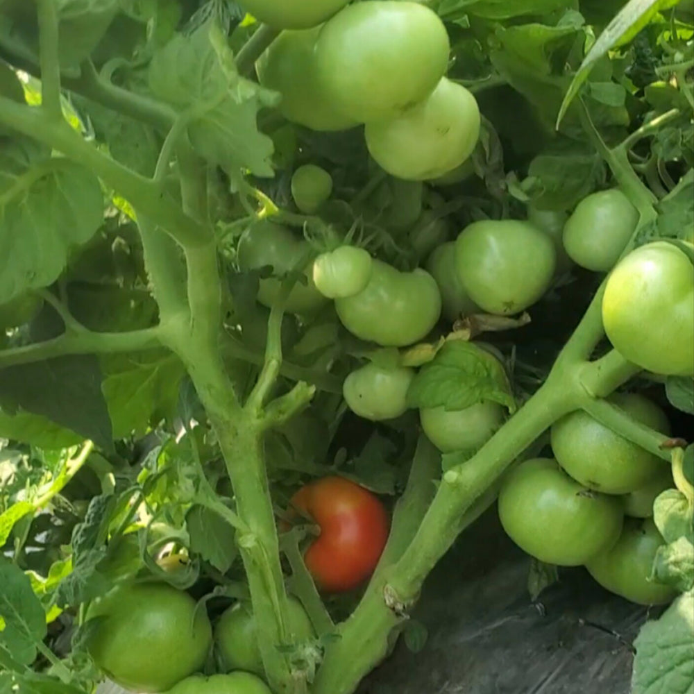 573 Micro Totem Tomato