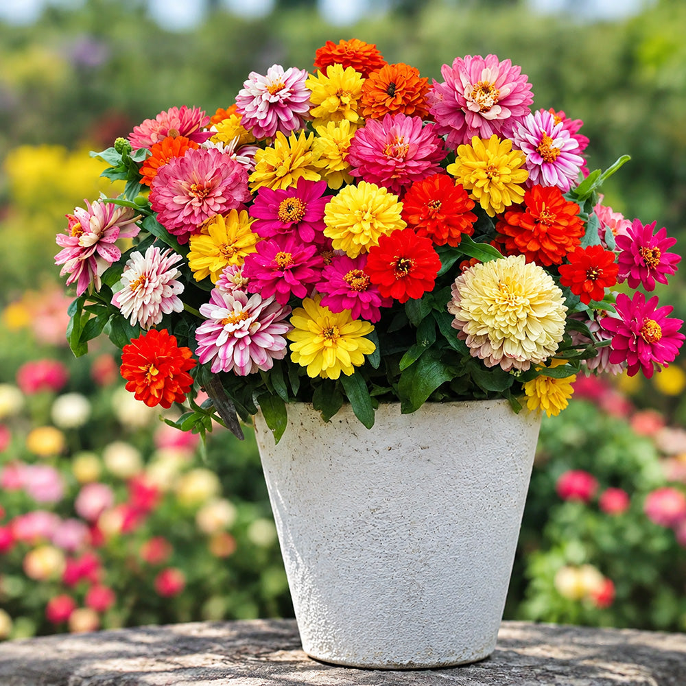 W1342 Dwarf Double Zinnia Mix