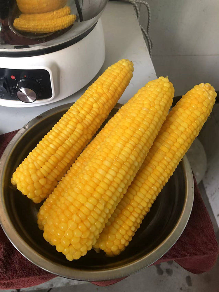 Golden Queen Waxy Corn