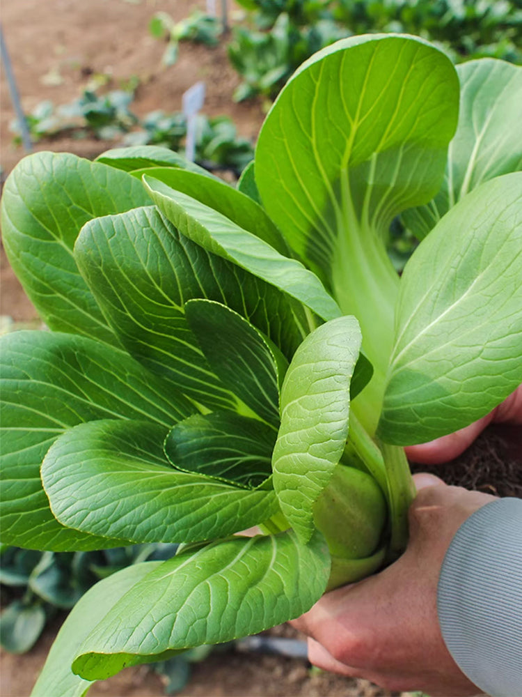 Shanghai Bok Choy