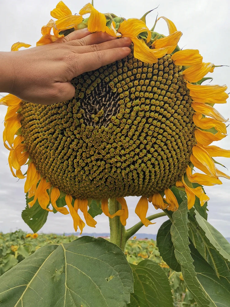 Large-seeded Edible Sunflower